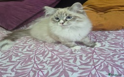 Siberian cats for sale: Pedigree boy  available  - Image 5