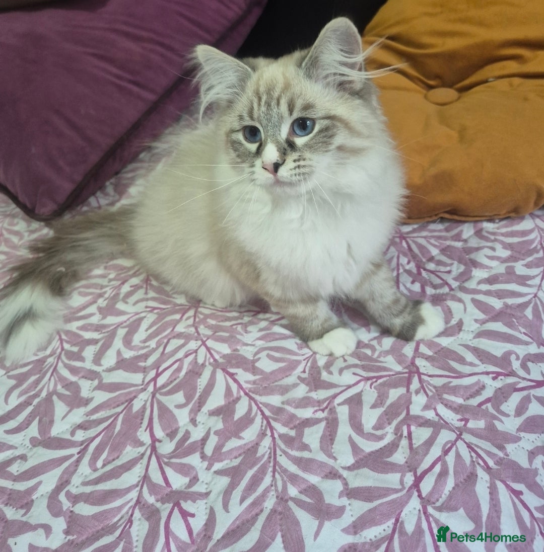 Siberian cats for sale: Pedigree boy  available  - Image 5