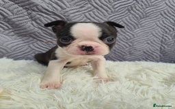 Boston Terrier dogs for sale: Superb litter of boston terriers. - Image 20