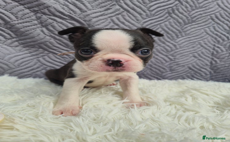 Boston Terrier dogs Superb litter of KC boston terriers puppies - Advert 2
