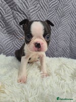 Boston Terrier dogs Superb litter of KC boston terriers puppies - Advert 3