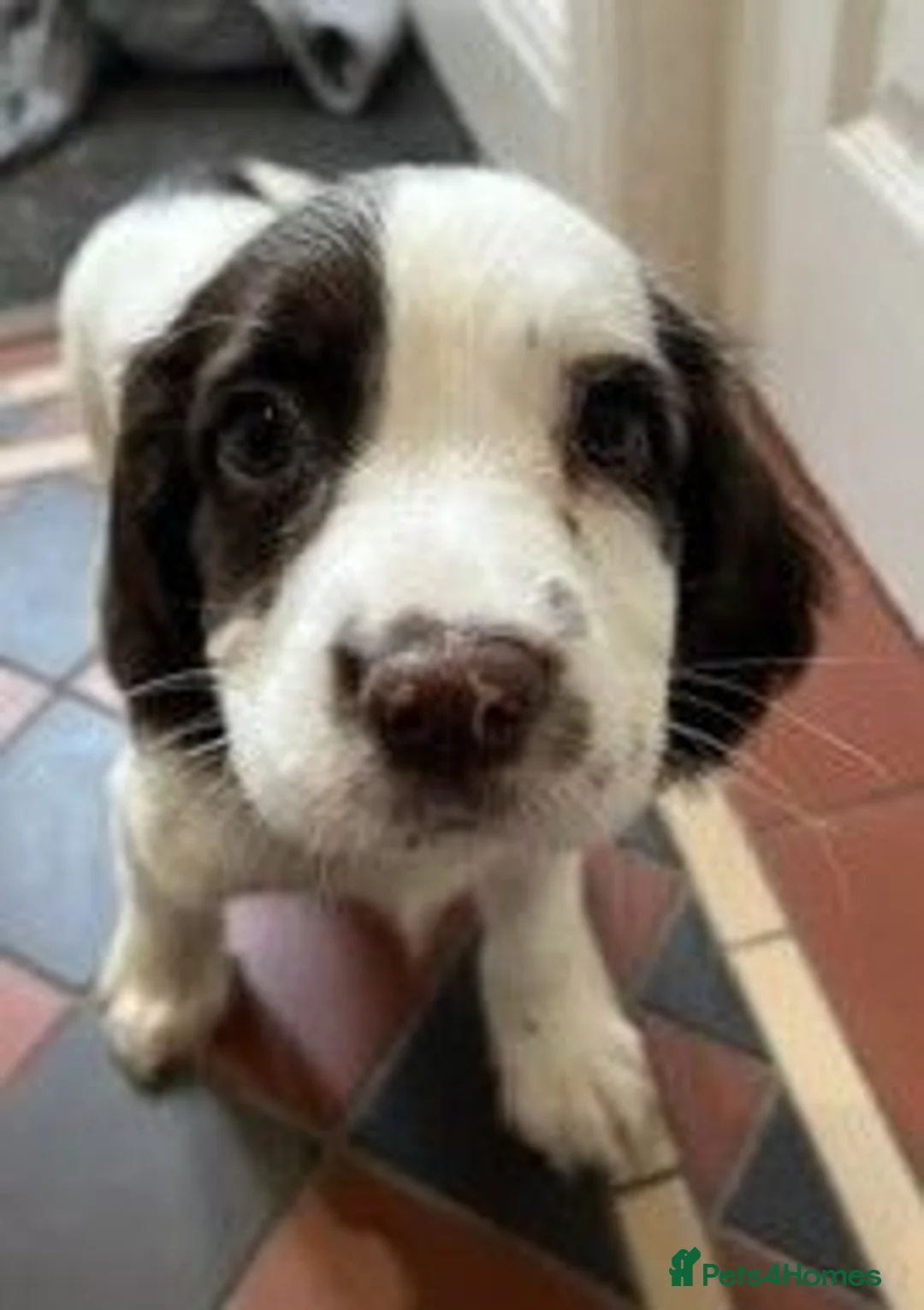 English Springer Spaniel dogs for sale: KC Registered English Springer Spaniels in Derby - Advert 9