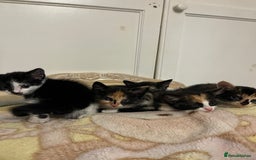 Mixed Breed cats for sale: Beautiful kittens ready for new loving homes  - Advert 24