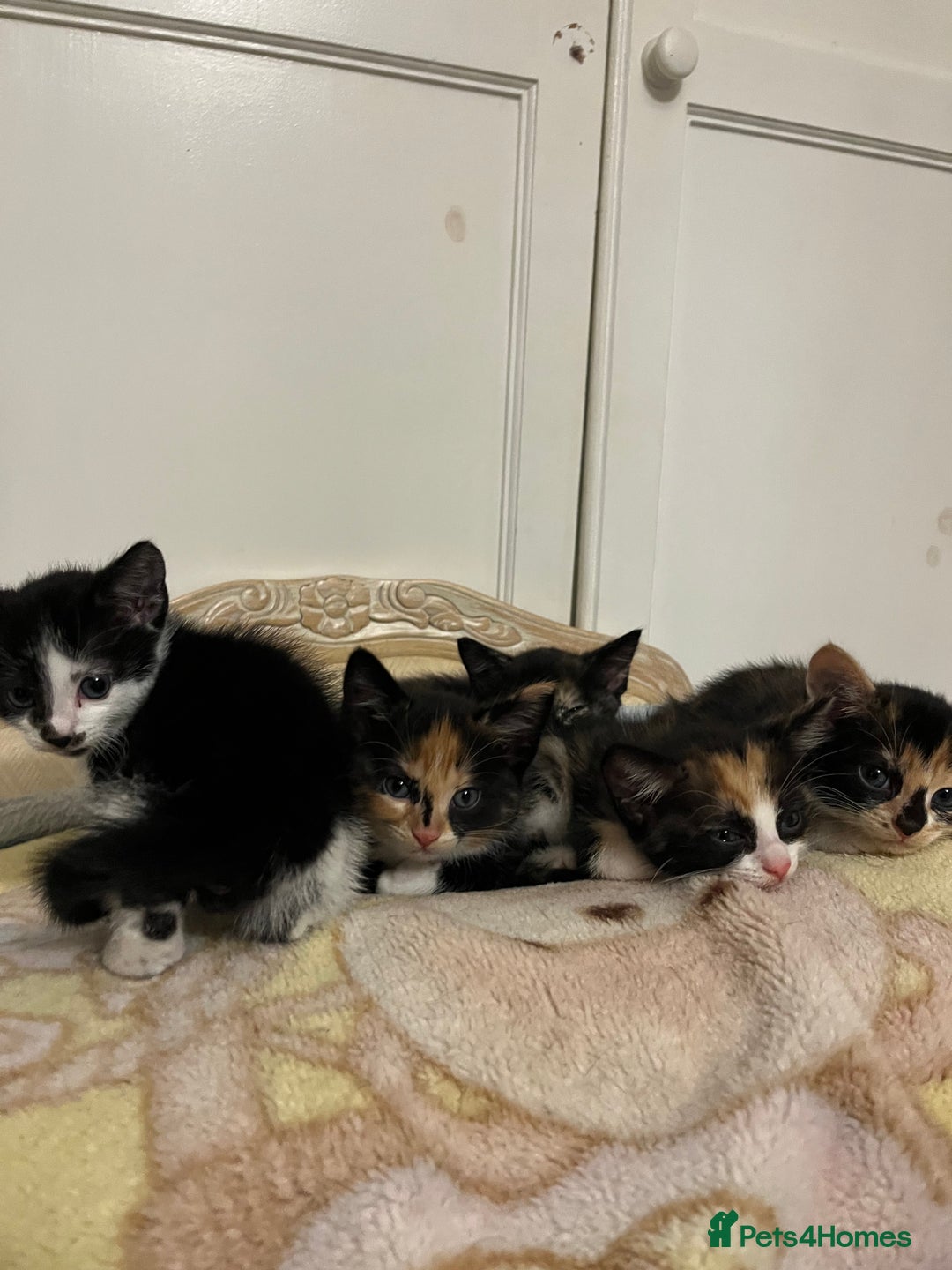 Mixed Breed cats for sale: Beautiful kittens ready for new loving homes  - Advert 24