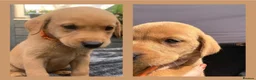 Labrador Retriever dogs for sale: KC Registered Fox Red Labradors  - Advert 21