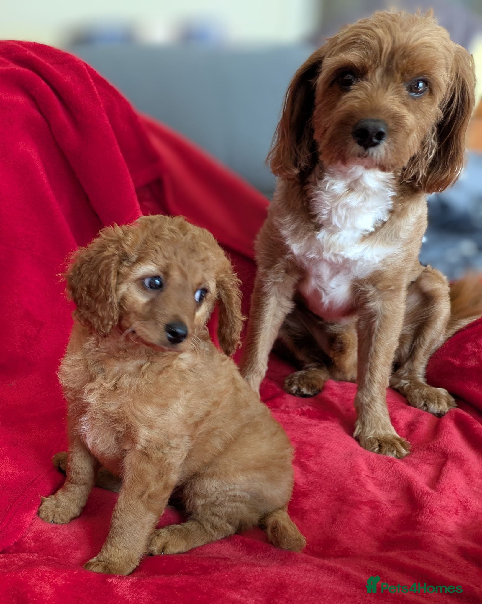 Cavapoo dogs ONLY ONE BOY PUPPY LEFT, price open to negotiation - Advert 2