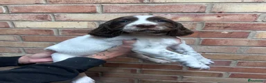 English Springer Spaniel 1