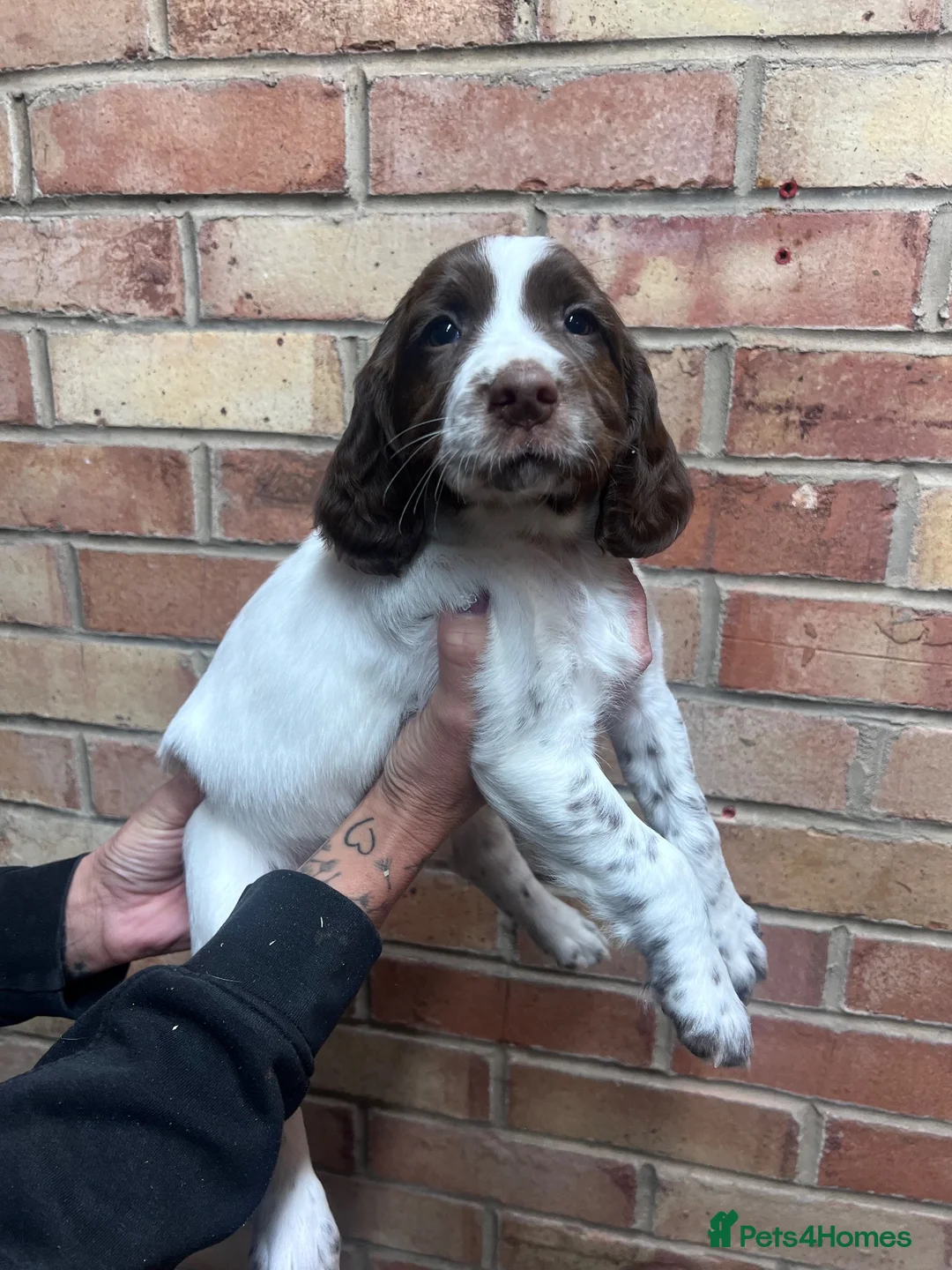 English Springer Spaniel dogs for sale: KC ESS - fully health tested parents.  - Advert 2