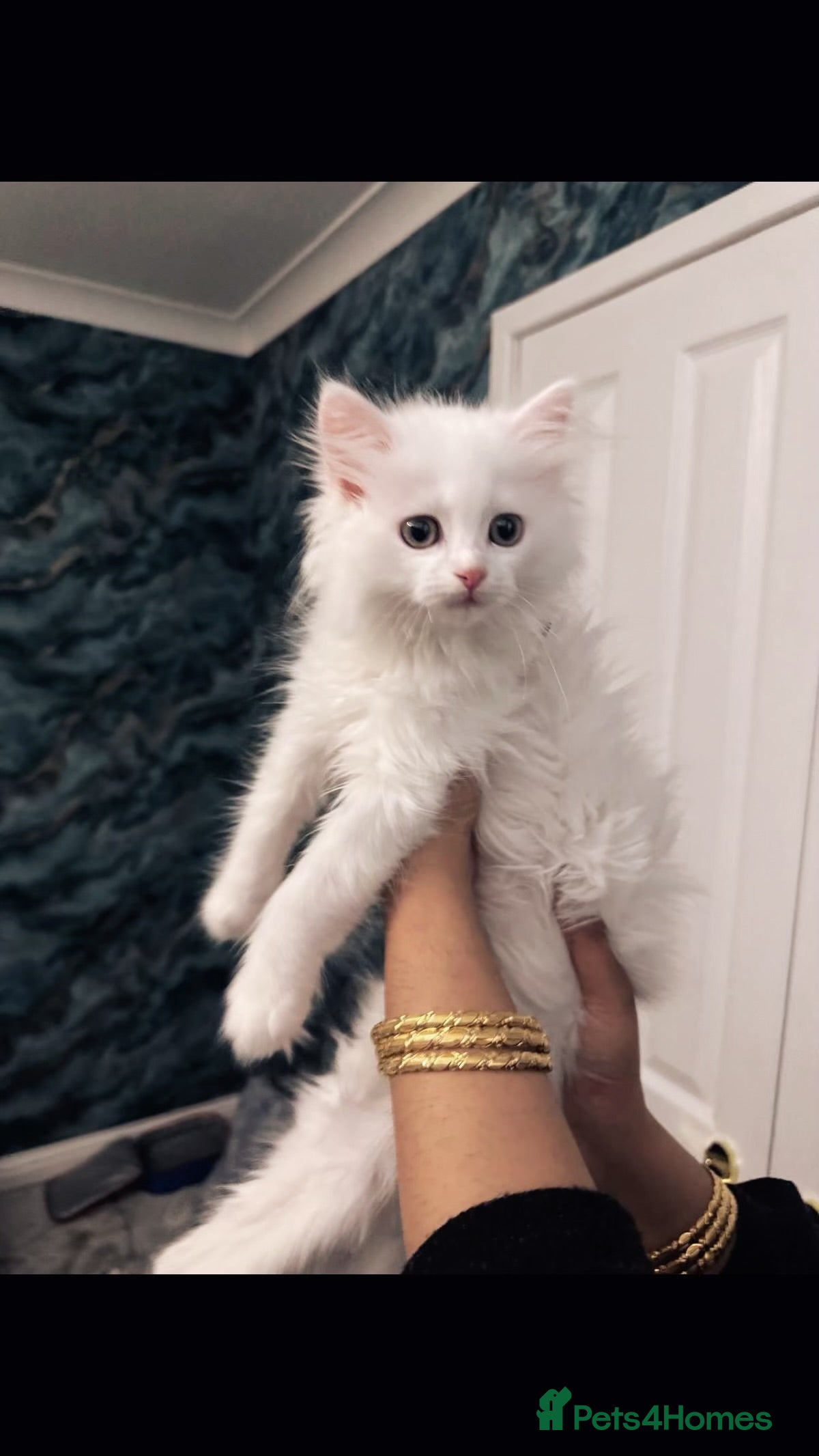 Ragdoll cats Persian kitten  - Advert 16