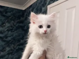 Ragdoll cats Persian kitten - Advert 16