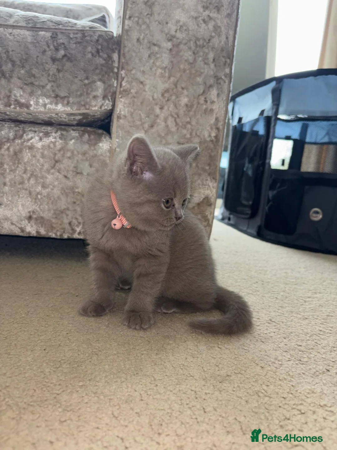 British Shorthair cats for sale: 11 week female British short hair  in Uxbridge - Advert 2