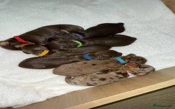 Miniature Dachshund dogs for sale: Pedigree long & short fur miniature dachshunds - Image 2