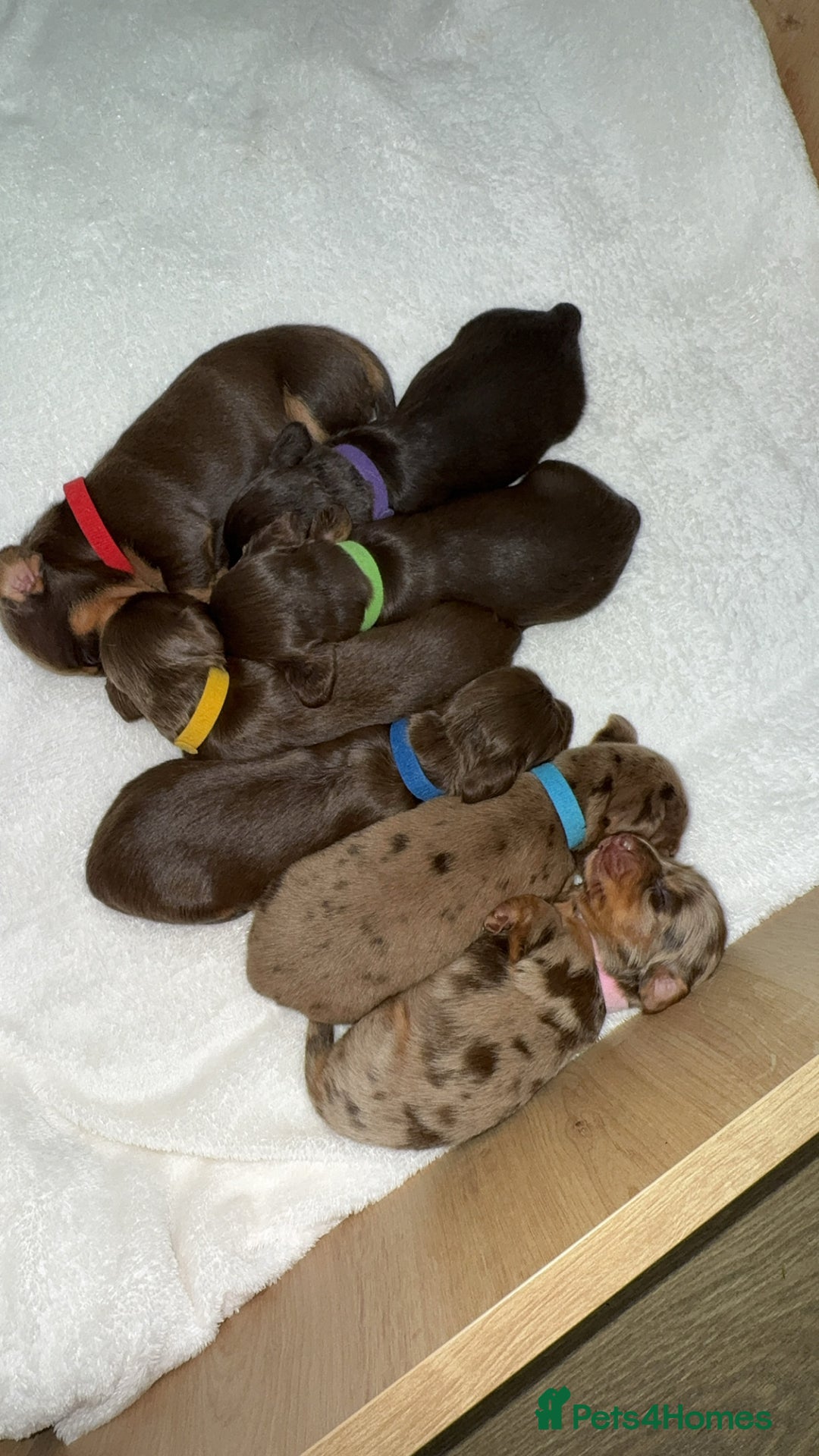 Miniature Dachshund dogs for sale: Pedigree long & short fur miniature dachshunds - Image 2