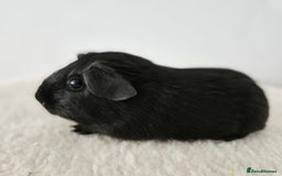 Guinea Pig rodents for sale: Solo baby boys under 8 weeks to bond with lone boy in Faringdon - Image 5