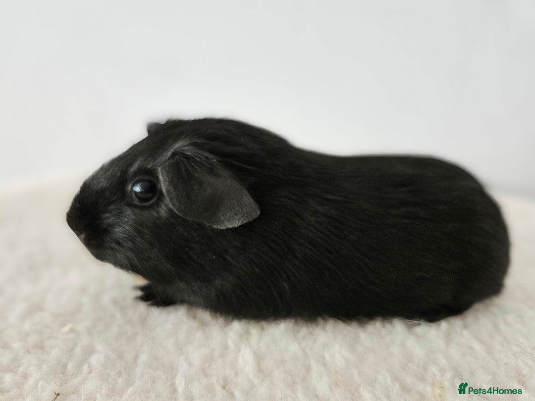 Guinea Pig rodents for sale: Solo baby boys under 8 weeks to bond with lone boy in Faringdon - Image 5