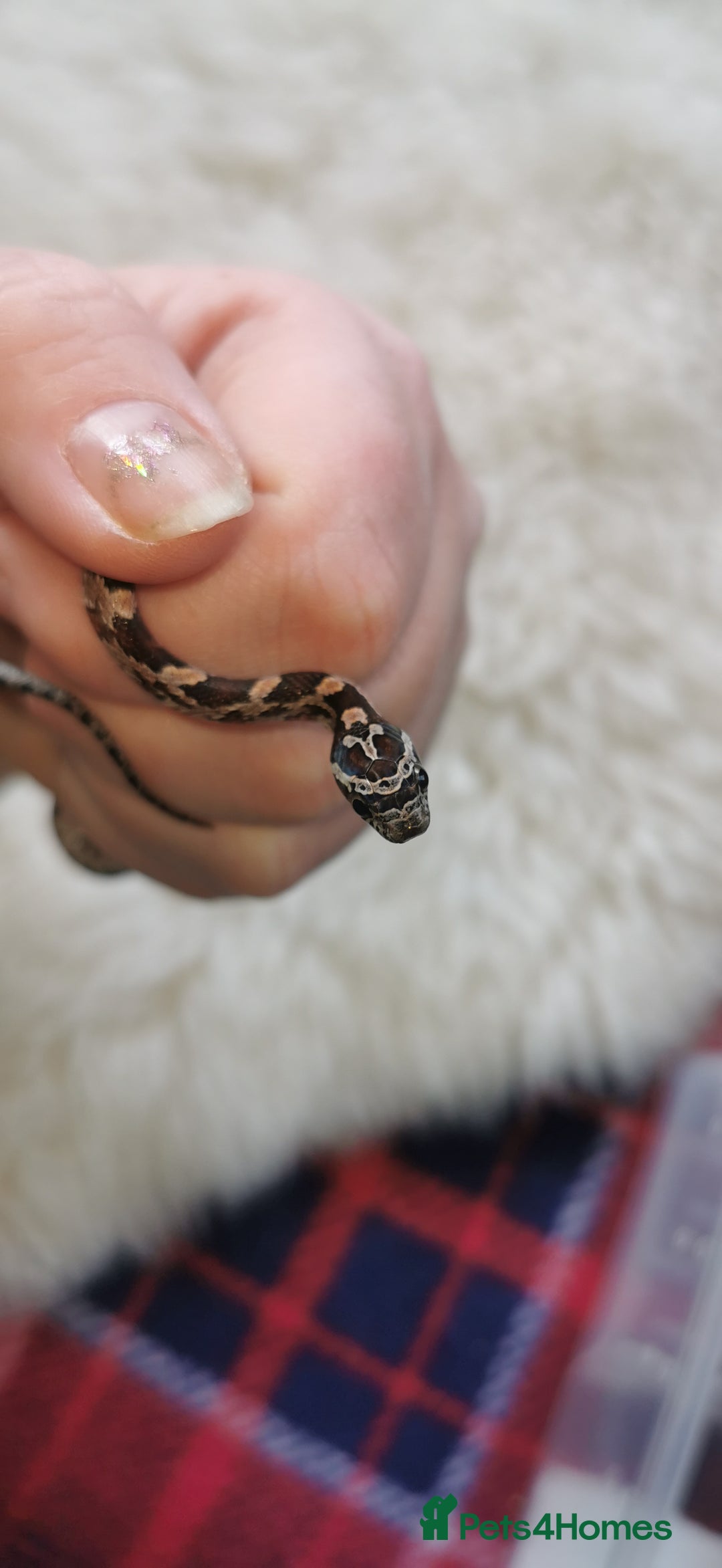 Corn Snake reptiles for sale: Baby corn snakes - Image 12