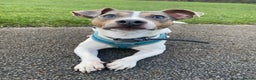 Jack Russell dogs for stud: Blue tri carrying chocolate miniature Jack Russell in Bradford - Advert 7
