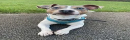 Jack Russell dogs for stud: Blue tri carrying chocolate miniature Jack Russell in Bradford - Advert 7