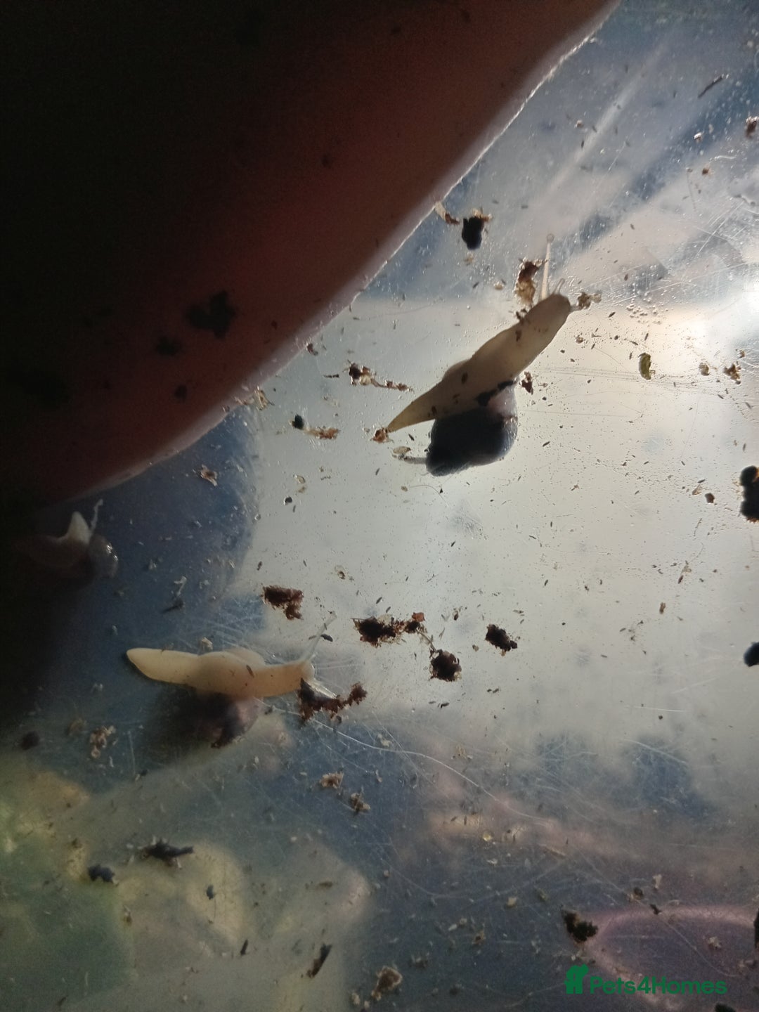 Snails invertebrates for sale: Albino giant African land snails- Fulica - Advert 19