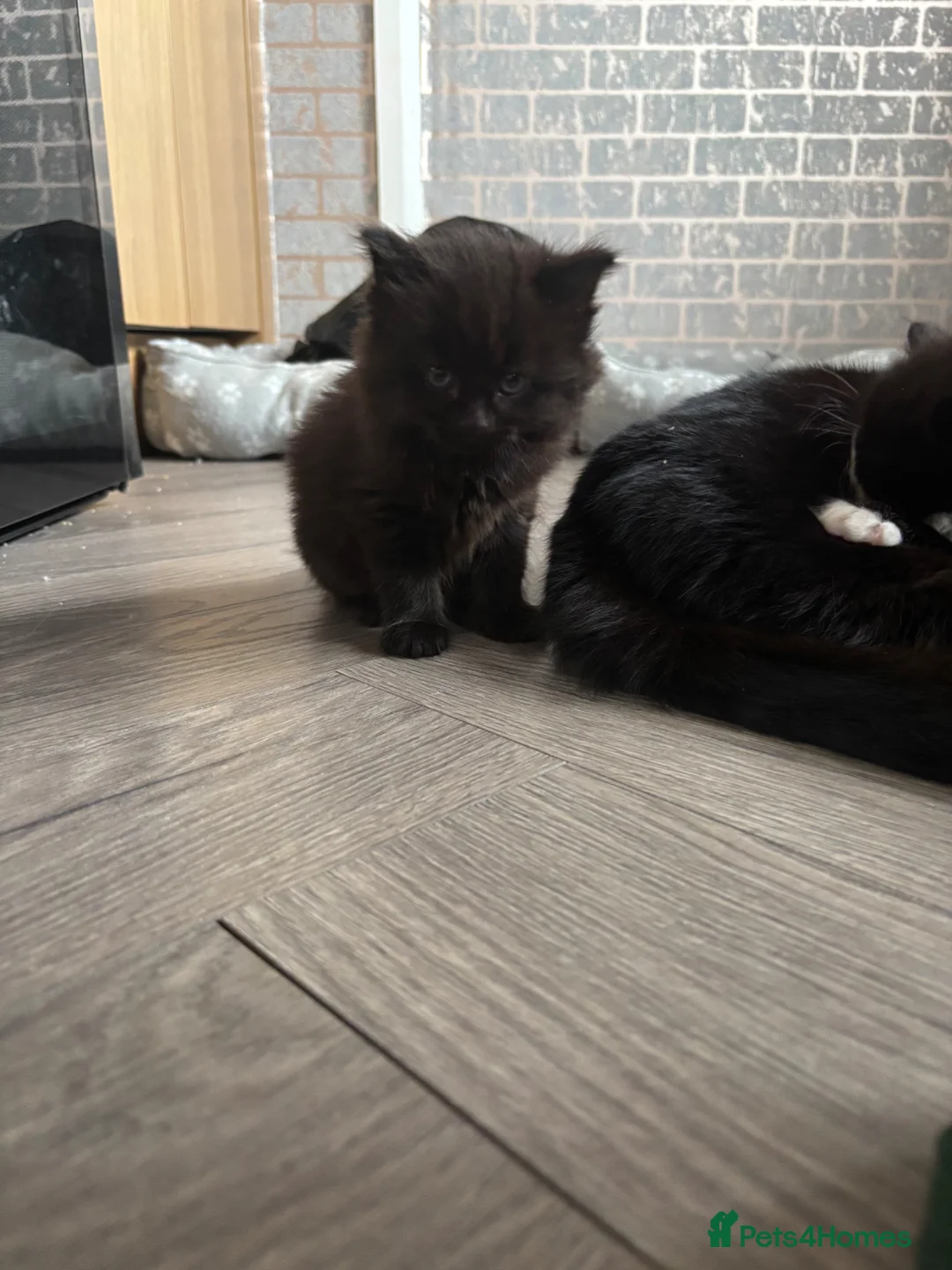 Mixed Breed cats for sale: Bombay/Mainecoon kittens  - Advert 8