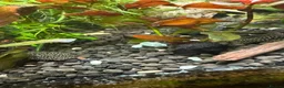 Plecos fish for sale: Juvenile bn plecos - cherry shrimp - swordtails - Advert 13