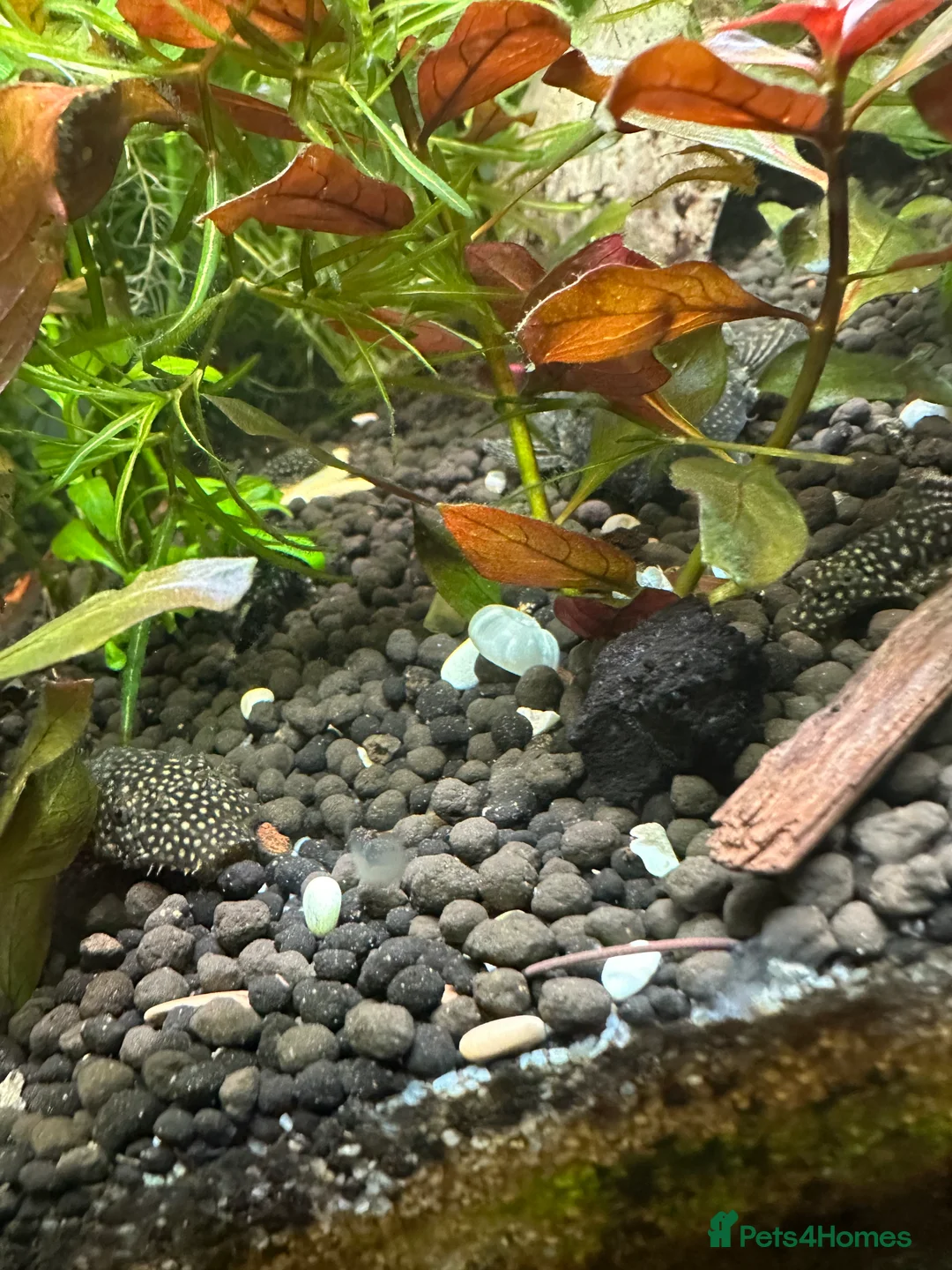 Plecos fish for sale: Juvenile bn plecos - cherry shrimp - swordtails - Advert 13