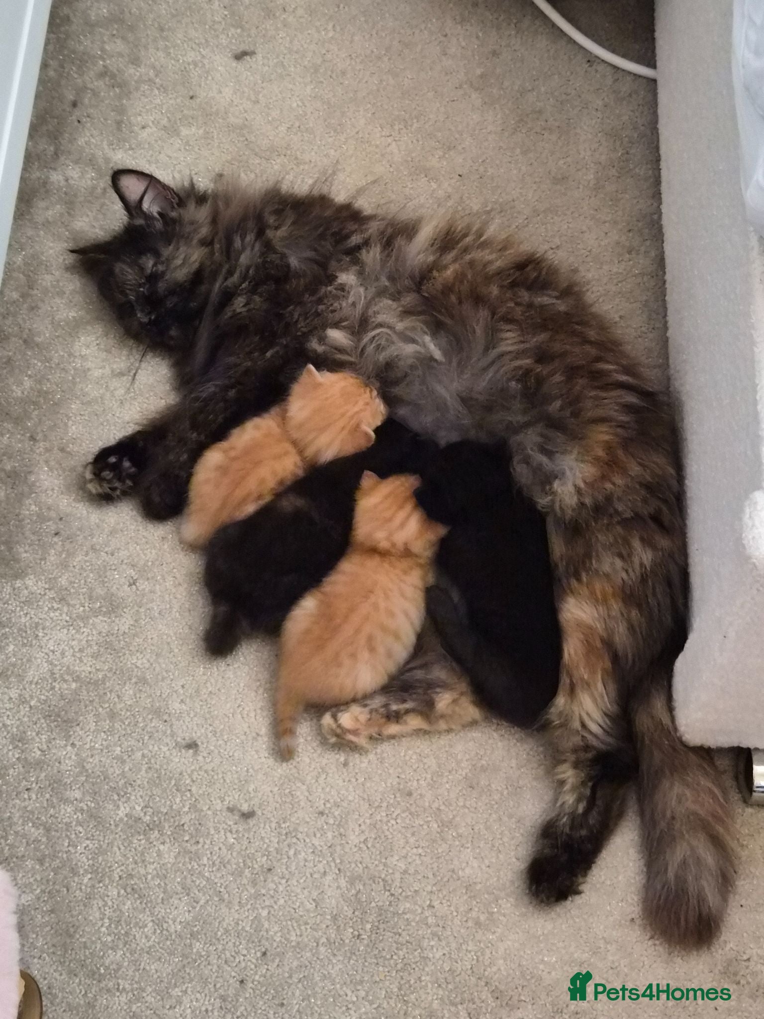 Mixed Breed cats 4 beautiful mainecoon x Persian kittens - Advert 2