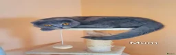 Scottish Fold cats for sale: Scottish fold and straight, girl, boy in Nottingham - Advert 2