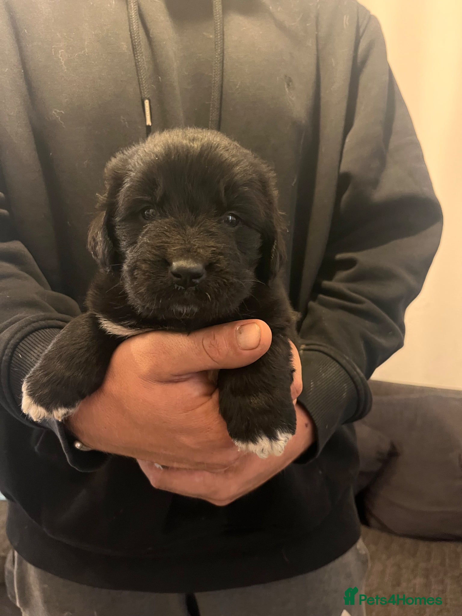Mixed Breed dogs for sale: Black & landseer Newfoundland puppies  - Advert 26