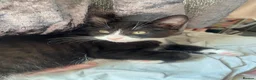 Russian Blue cats for sale: 3 gorgeous male Russian blue tabby bengal kittens  - Advert 4