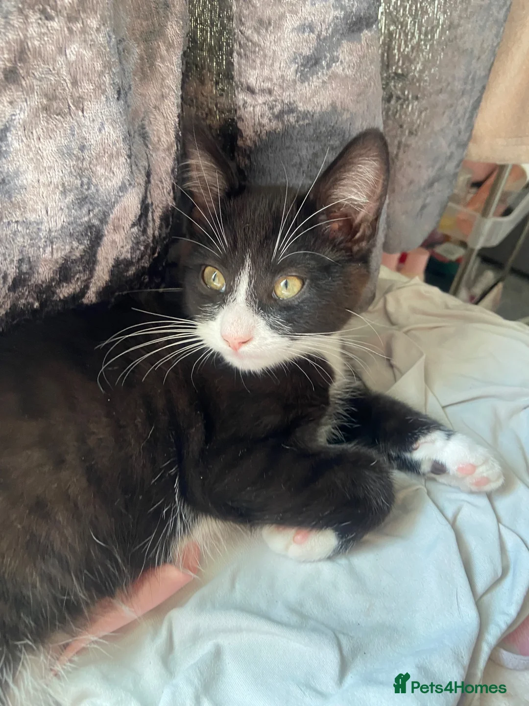 Russian Blue cats for sale: 3 gorgeous male Russian blue tabby bengal kittens  - Advert 4