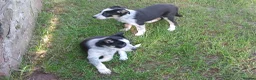 Border Collie dogs for sale: Adorable female sheepdog pups for sale  in Brecon - Advert 2
