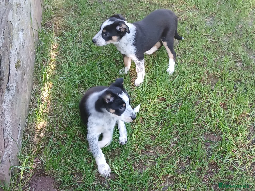 Border Collie dogs for sale: Adorable female sheepdog pups for sale  in Brecon - Advert 2
