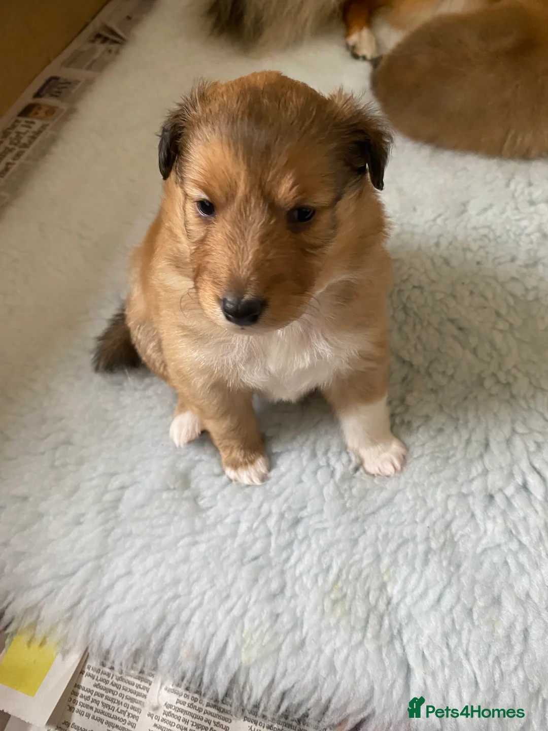 Shetland Sheepdog dogs for sale: Shetland sheepdog  in Henley-on-Thames - Advert 2