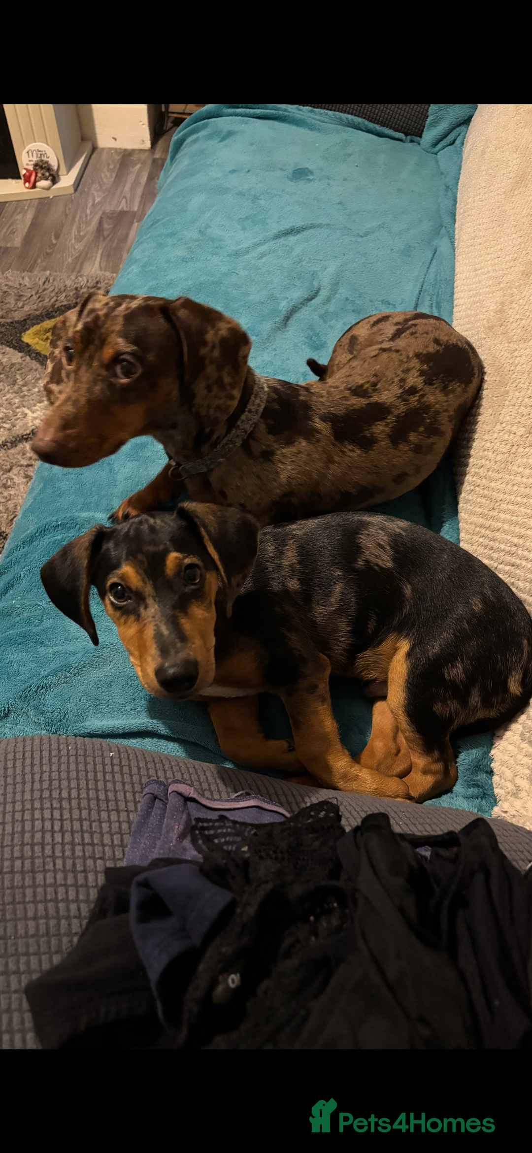 Mixed Breed dogs for sale: Handsome boy  - Advert 8