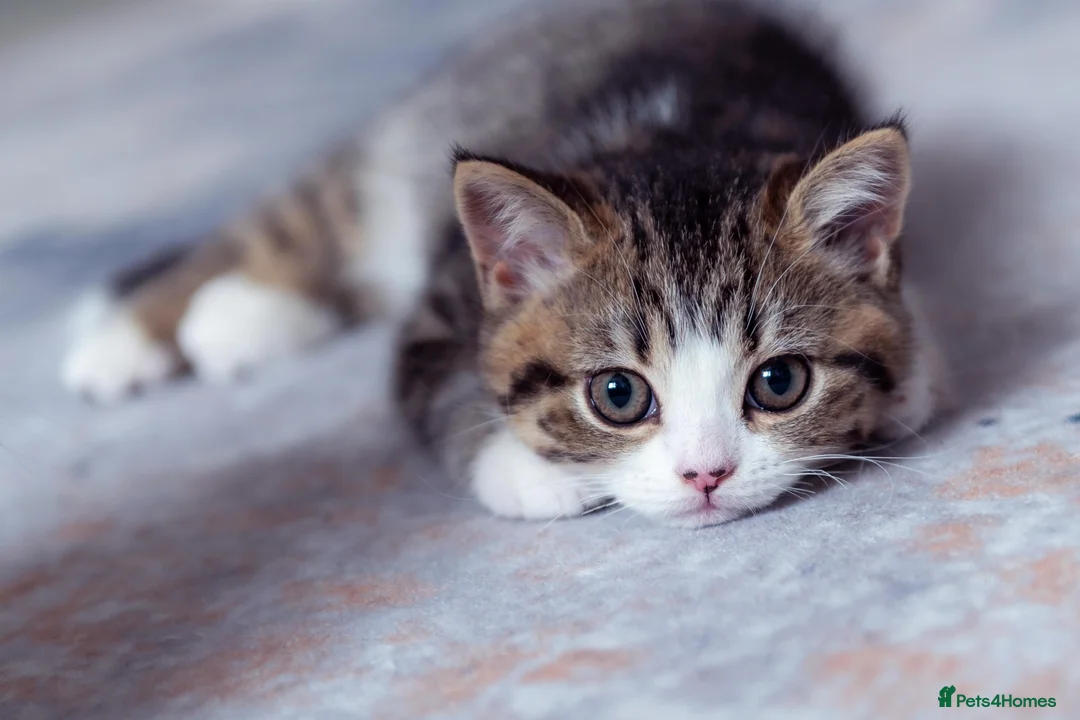 Scottish Fold cats for sale: The highest breeding quality Scottish Straight  - Advert 3