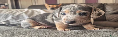 Dachshund 2