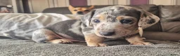 Dachshund dogs for sale: 3 dachshund puppies for sale Hull in Hull - Advert 8