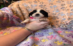 Cocker Spaniel dogs for sale: COCKER SPANIEL LITTER OF 9 IN SCARBOROUGH  - Image 22
