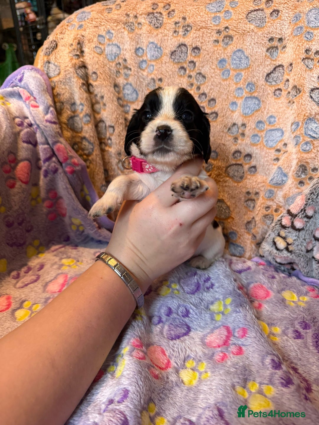 Cocker Spaniel dogs for sale: COCKER SPANIEL LITTER OF 9 IN SCARBOROUGH  - Image 22