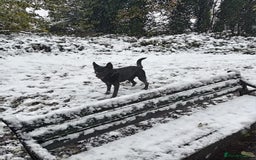 Belgian Shepherd Dog dogs for sale: Black Male Belgium Shepherd  - Image 4