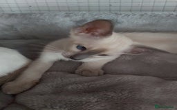 Oriental cats for sale: Full Pedigree Oriental 6 Kittens XL size ears GCCF - Image 13