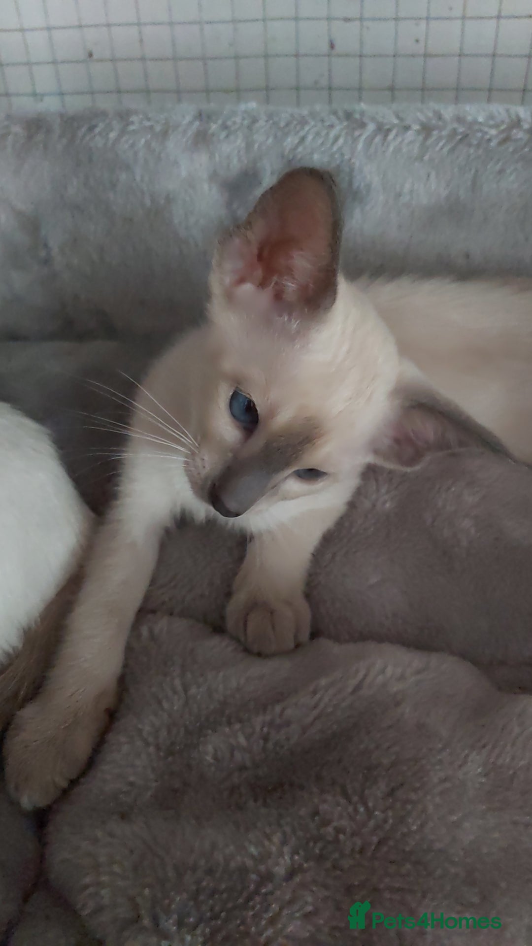 Oriental cats for sale: Full Pedigree Oriental 6 Kittens XL size ears GCCF - Image 13