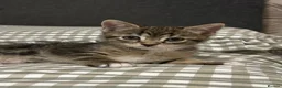 Mixed Breed cats for sale: Four beautiful tabby kittens - Advert 4
