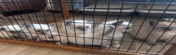 Ragdoll cats for sale: Blue ragdolls mitted ragdolls  - Advert 6