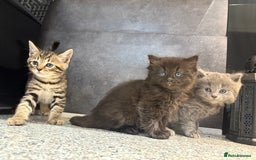 Mixed Breed cats for sale: Ragdoll cross British long hair kittens  - Image 6