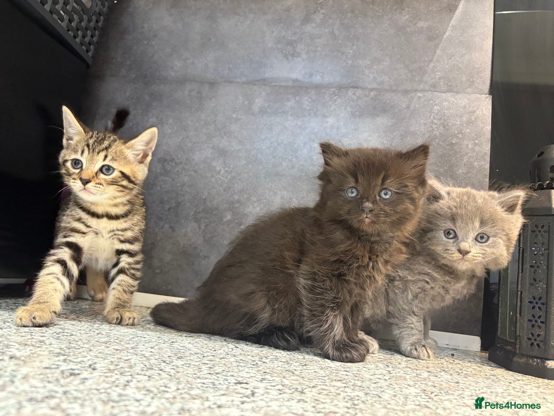Mixed Breed cats for sale: Ragdoll cross British long hair kittens  - Image 6