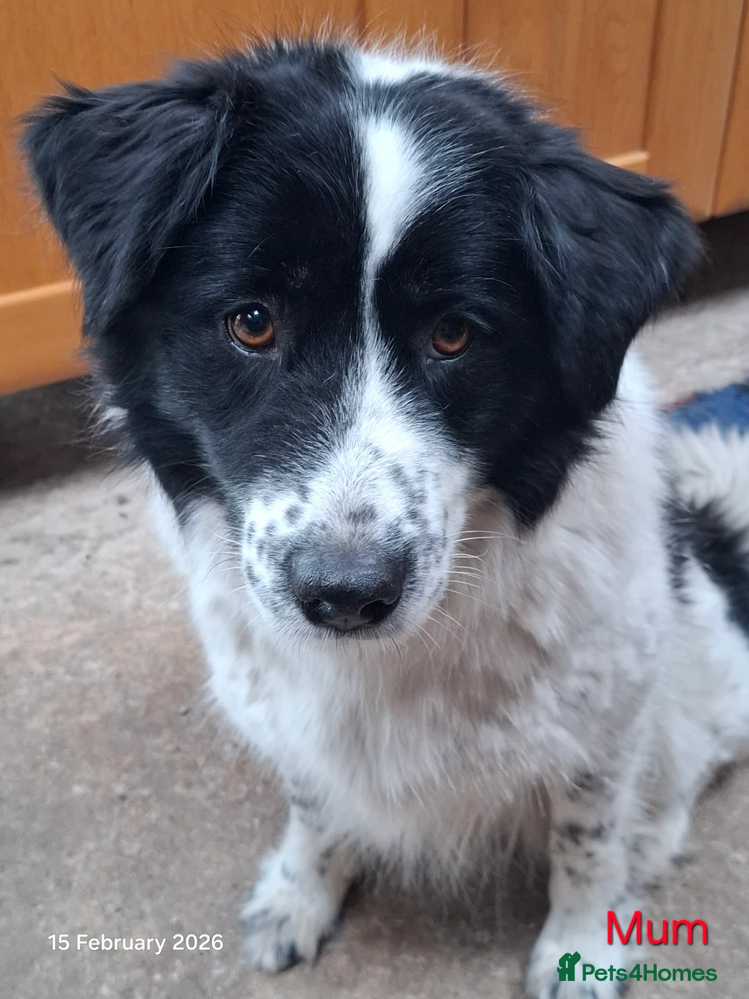 Samoyed dogs for sale: Samoyed x Border Collie Hybrid pups - Advert 3