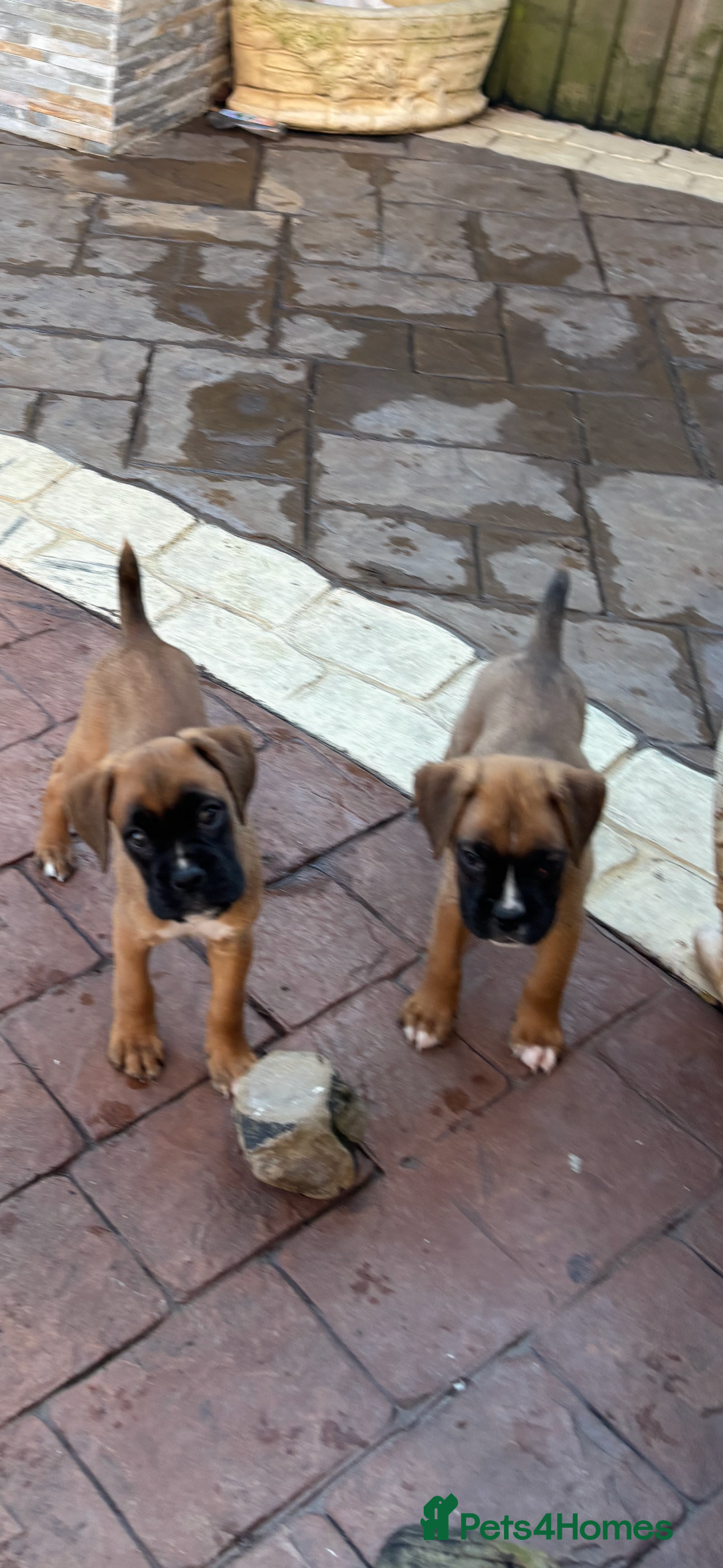 Boxer dogs for sale: Boxer pups  - Advert 13