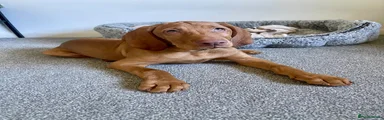 Hungarian Vizsla Dark Green